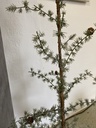 Weihnachtsbaum mit Beleuchtung