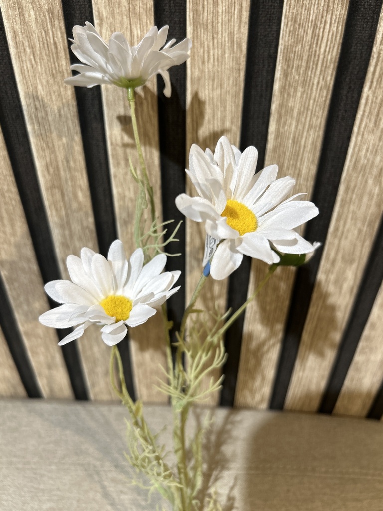 Gänseblümchen am Stiel, weiß
