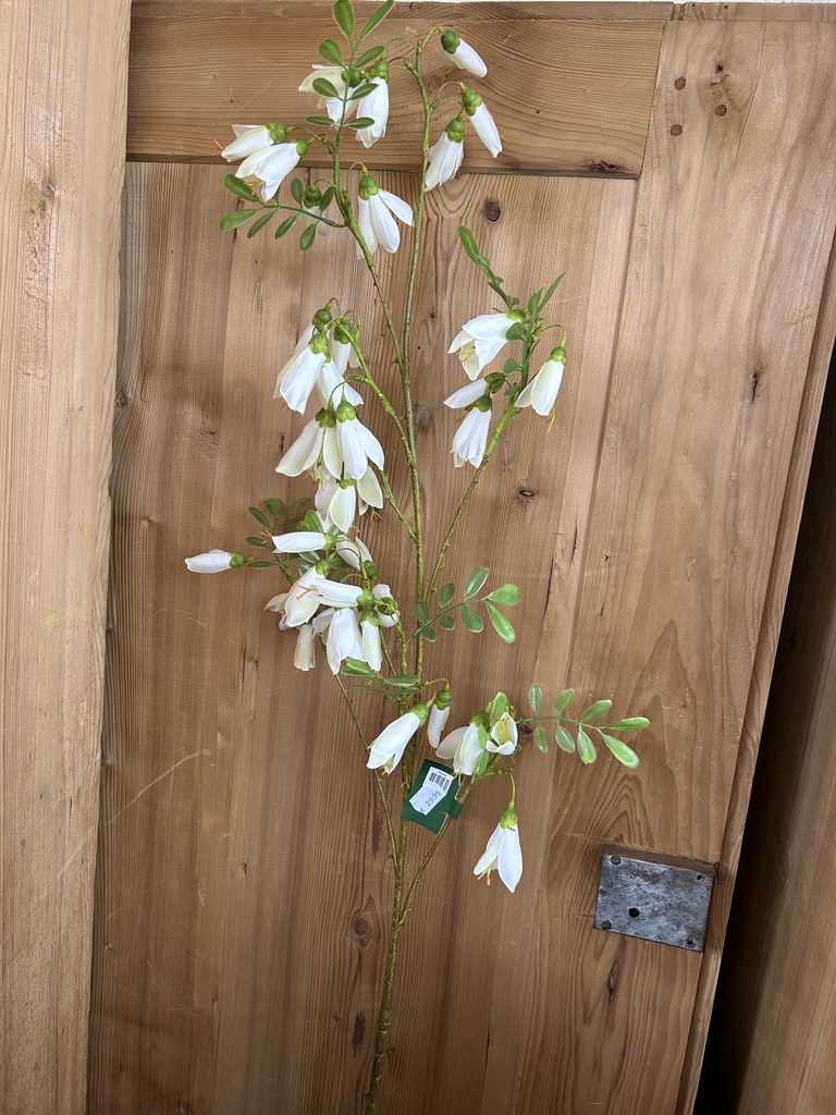 Blütenzweig Glockenblume