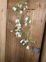 Blütenzweig Glockenblume