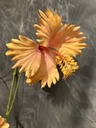 Hängende Hibiskusblüten