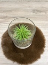 Sukkulente im Glas mit Holzsockel