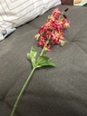 Wildlilienzweig