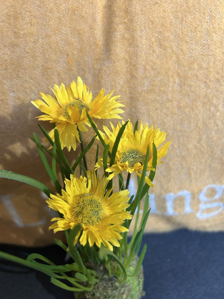 Frühjahrsblüher auf Moosknolle