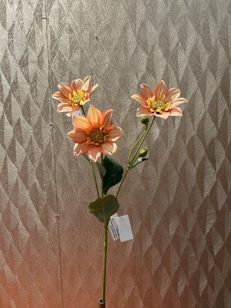 Dahlie (apricot)