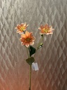 Dahlie (apricot)