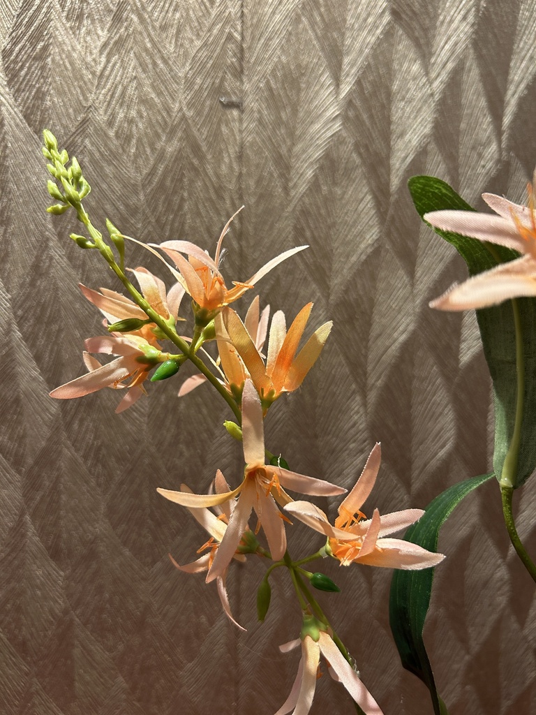Prärielllie (apricot)