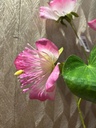 Bauhinia (pink)