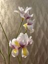 Minliris (helllila)