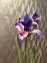 Minliris mit Gras (lila)
