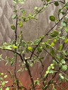 Mühlenbeckia im Topf