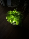 Spotlight Solar