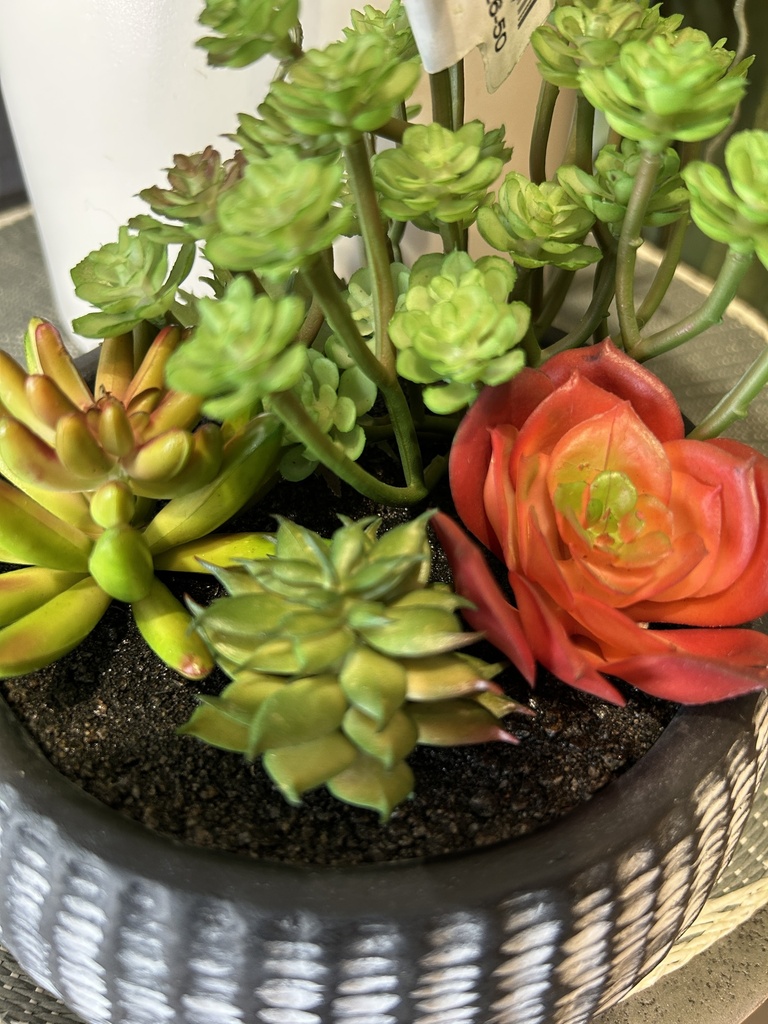 Sukkulenten Arrangement