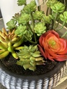Sukkulenten Arrangement