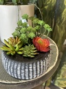 Sukkulenten Arrangement