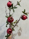 Granatapfelzweig