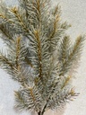 Blaufichtenzweig grau
