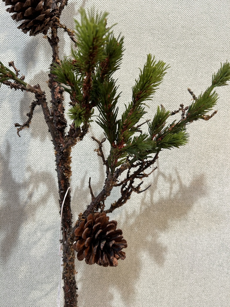 Kiefernzweig mit Naturzapfen