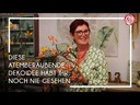 Lilie lachsfarben