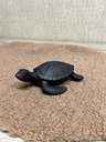 Schildkröte schwarz (Wasserschildkröte)