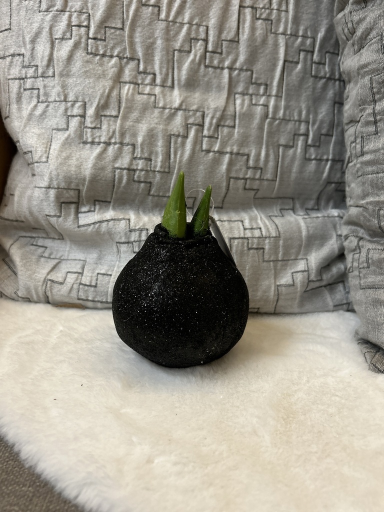 Amaryllis-Zwiebel schwarz