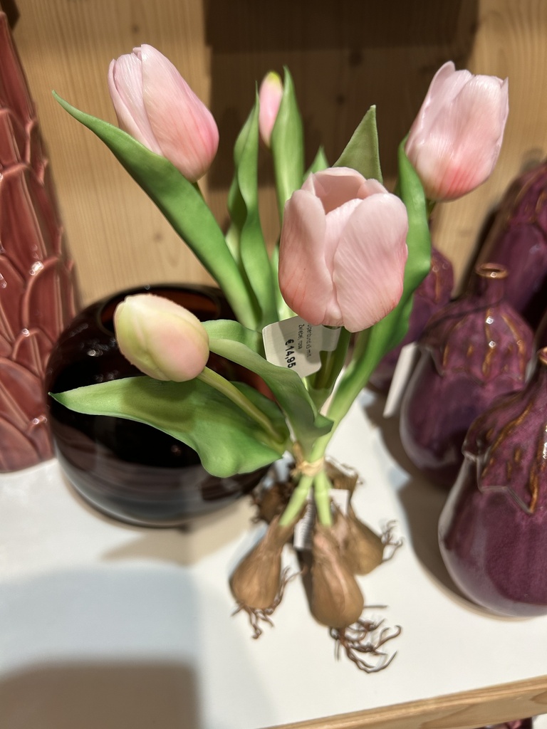 Tulpenbund mit Zwiebel