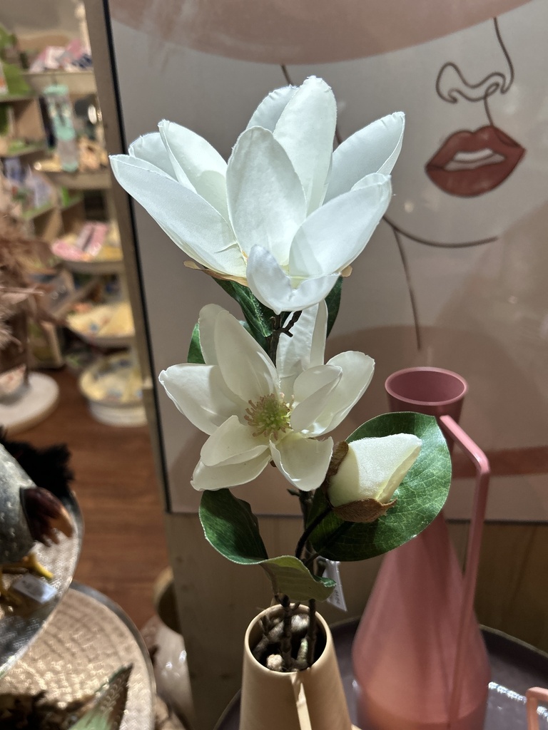 Magnolie