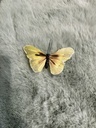Schmetterling gelb