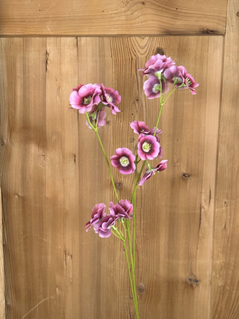 Sonnenglanz pink