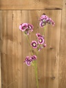 Sonnenglanz pink