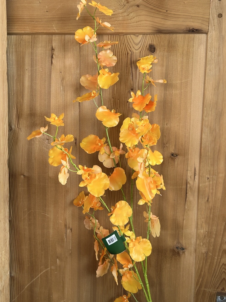 Schmetterlingsorchidee gelb