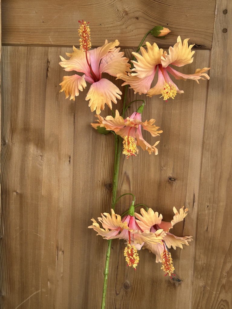 Hängende Hibiskusblüten