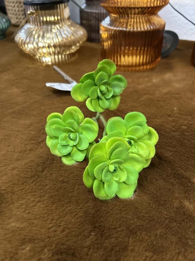 Sukkulente Sedum