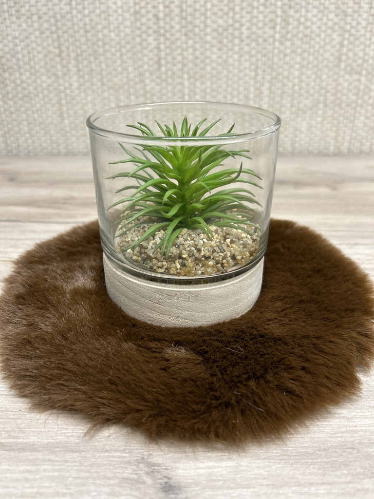 Sukkulente im Glas mit Holzsockel