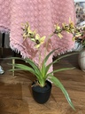 Orchidee