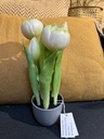 Tulpentopf weiß
