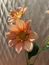 Dahlie (apricot)