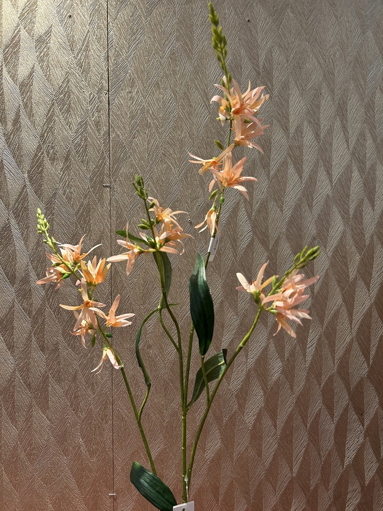 Prärielilie (apricot)