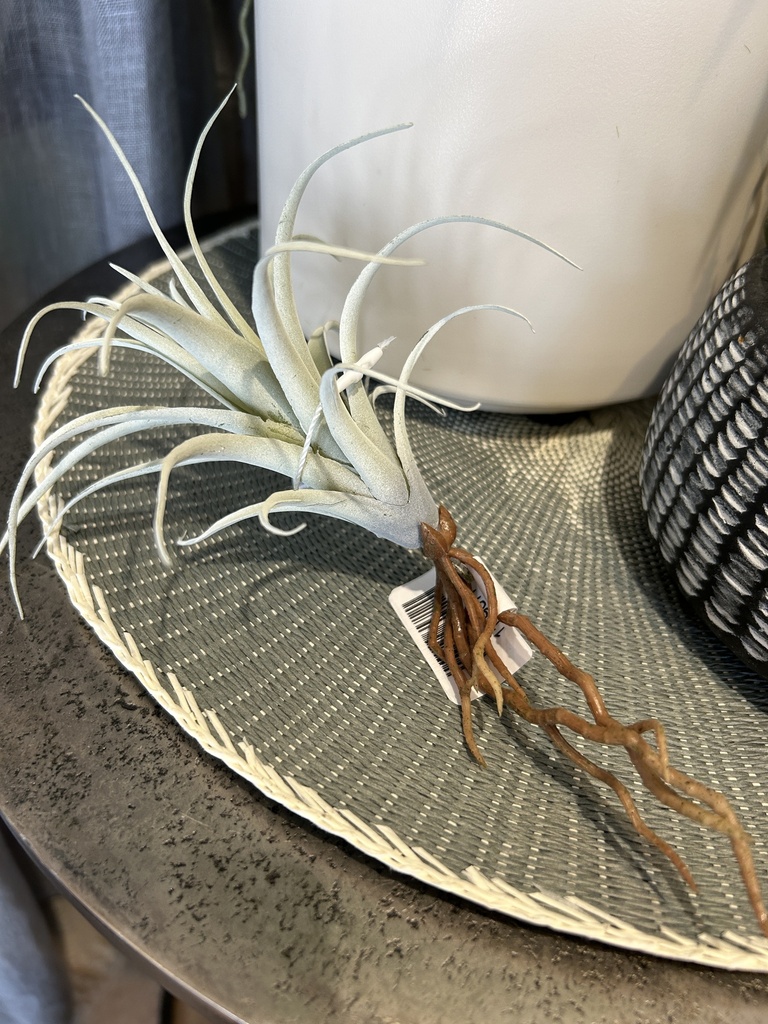 Minitilandsie mit Wurzeln