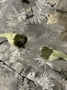 Vogel Set auf Clip