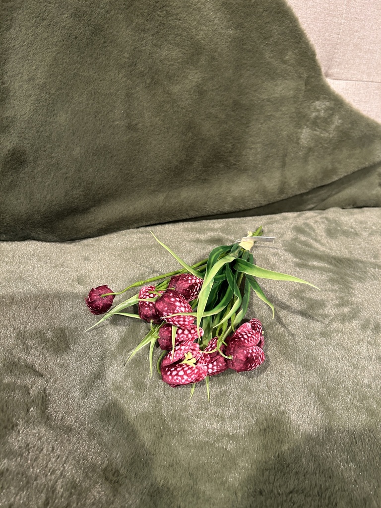 Schachbrettblume Bund