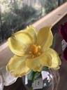 Tulpe geklappt