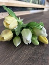 Tulpenbund weiß-gelb