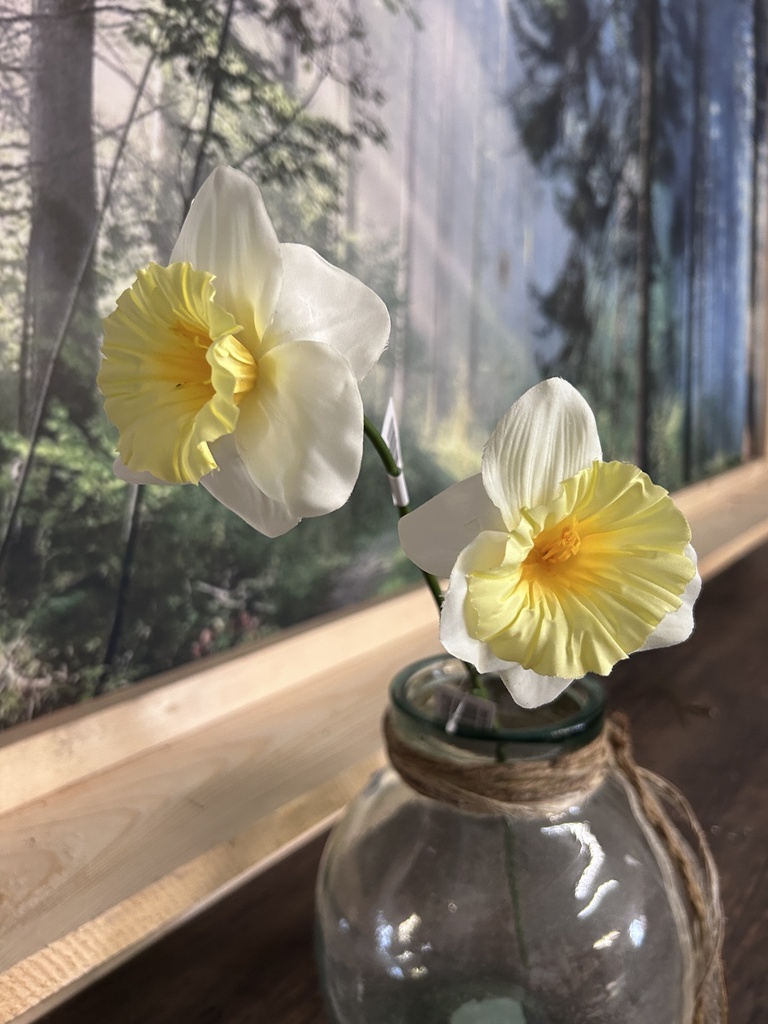 Narzisse creme