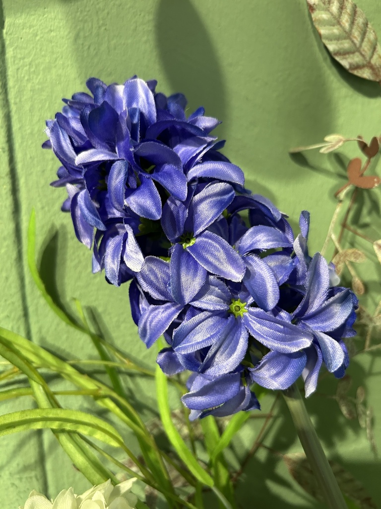 Hyazinthe einzeln