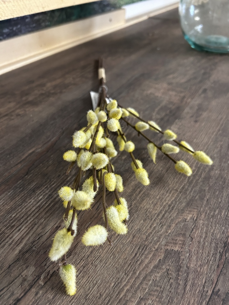 Weidekätzchenbund hellgelb