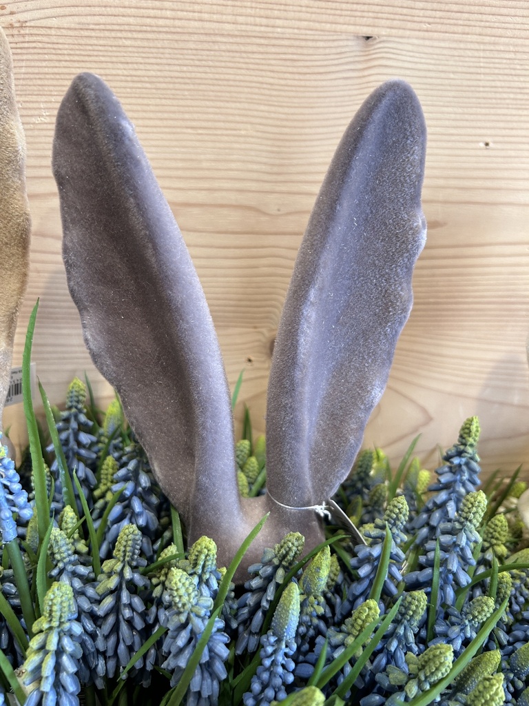 Hasenohrstecker mittel