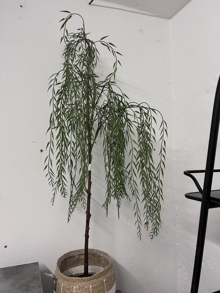 Weidenhängebaum