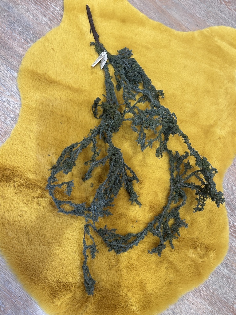 Flechtenhängezweig Grau-Grün