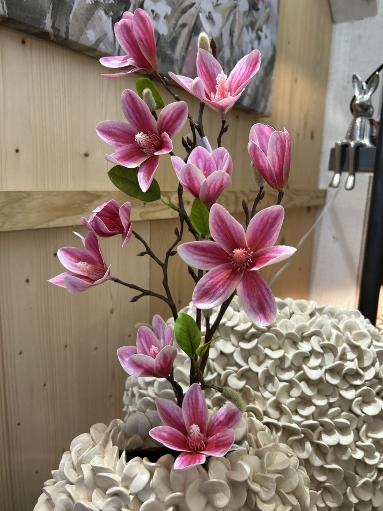 Magnolie cerise